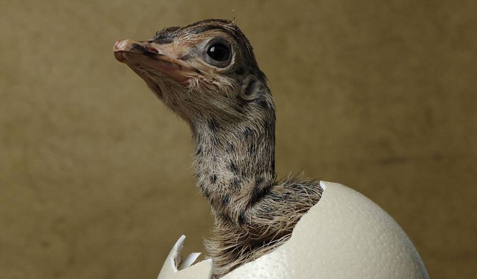 卵胎生动物有哪些，有哪些动物是卵胎生繁殖的（卵生、胎生、卵胎生）