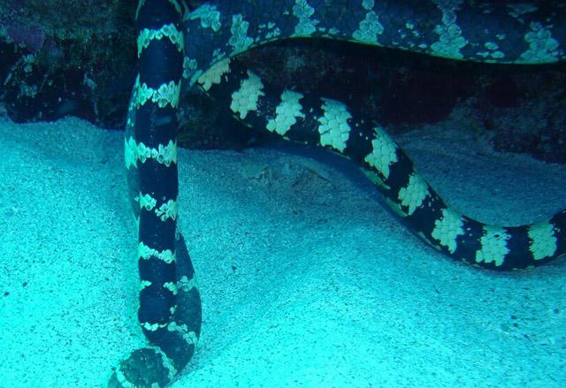 全球最毒的蛇第一名，双头蛇真的存在吗（这种蛇是世界上最毒的蛇）