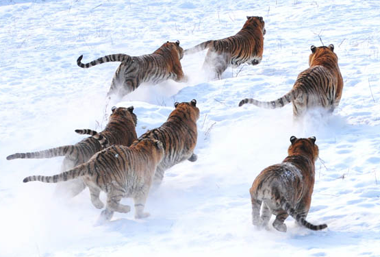 梦见猪圈里黑猪寓意，梦见猪圈里有黑猪是什么意思（三国里面精心安排的十个梦）