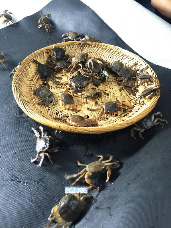 怎么处理扁蟹，螃蟹 怎么处理（潮汕人经常用来腌制生吃的“瘪蟹”或小扁蟹到底是什么蟹）
