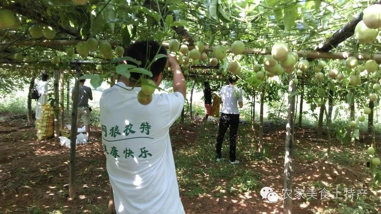 百香果籽怎么吃，百香果怎么吃（百香果的籽能吃吗）