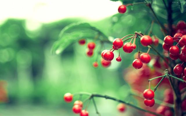 属虎的人命运分析，属虎之人命运（十二生肖易经命理运势分析）