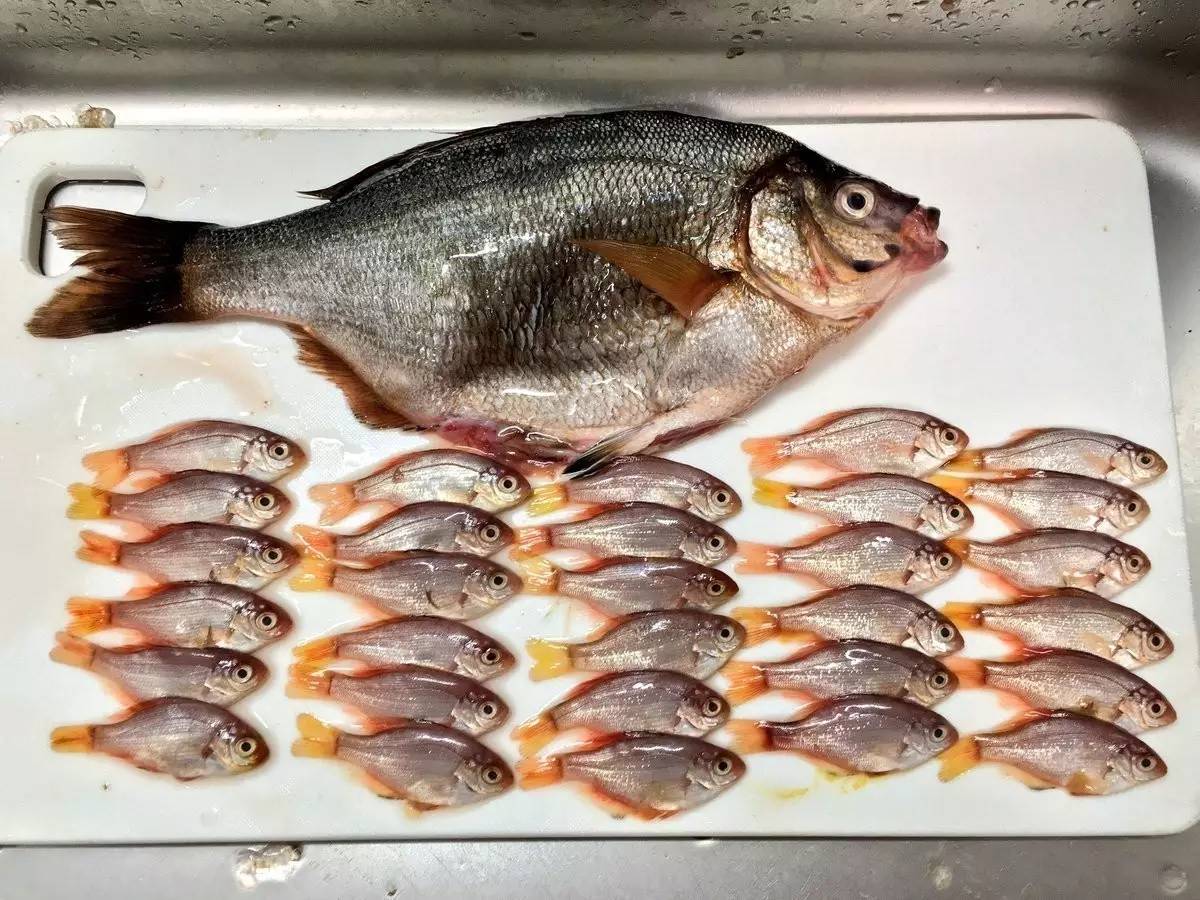 卵胎生动物有哪些，有哪些动物是卵胎生繁殖的（卵生、胎生、卵胎生）