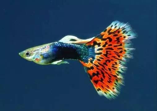 卵胎生动物有哪些，有哪些动物是卵胎生繁殖的（卵生、胎生、卵胎生）