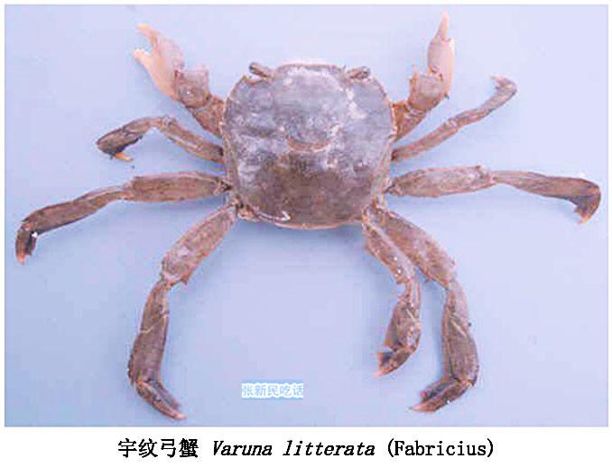 怎么处理扁蟹，螃蟹 怎么处理（潮汕人经常用来腌制生吃的“瘪蟹”或小扁蟹到底是什么蟹）