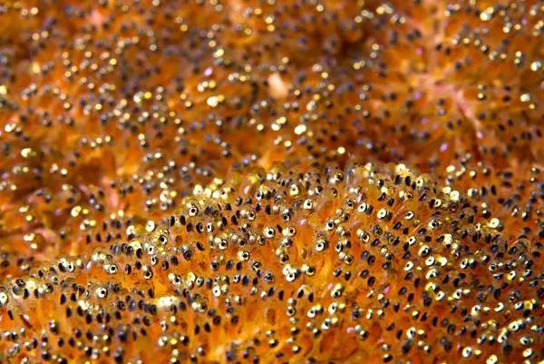 卵胎生动物有哪些，有哪些动物是卵胎生繁殖的（卵生、胎生、卵胎生）