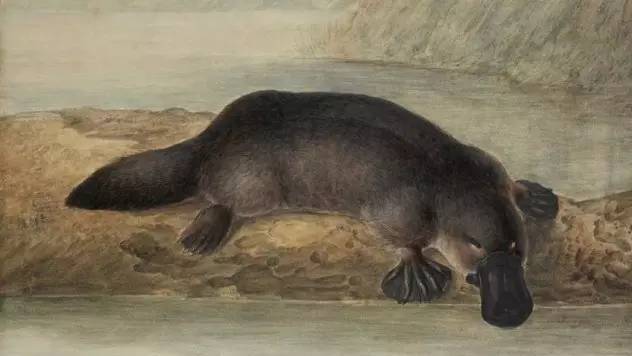 卵胎生动物有哪些，有哪些动物是卵胎生繁殖的（卵生、胎生、卵胎生）