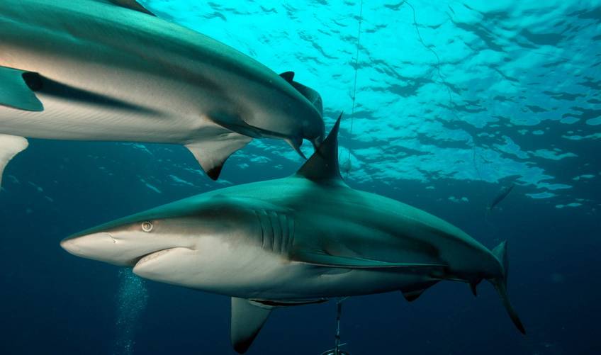 卵胎生动物有哪些，有哪些动物是卵胎生繁殖的（卵生、胎生、卵胎生）