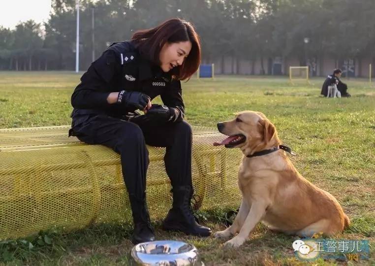 警花与警犬2开播时间，警花与警犬第二季什么时候播出（这部收视率冠军的电视剧你要是没看就OUT了）