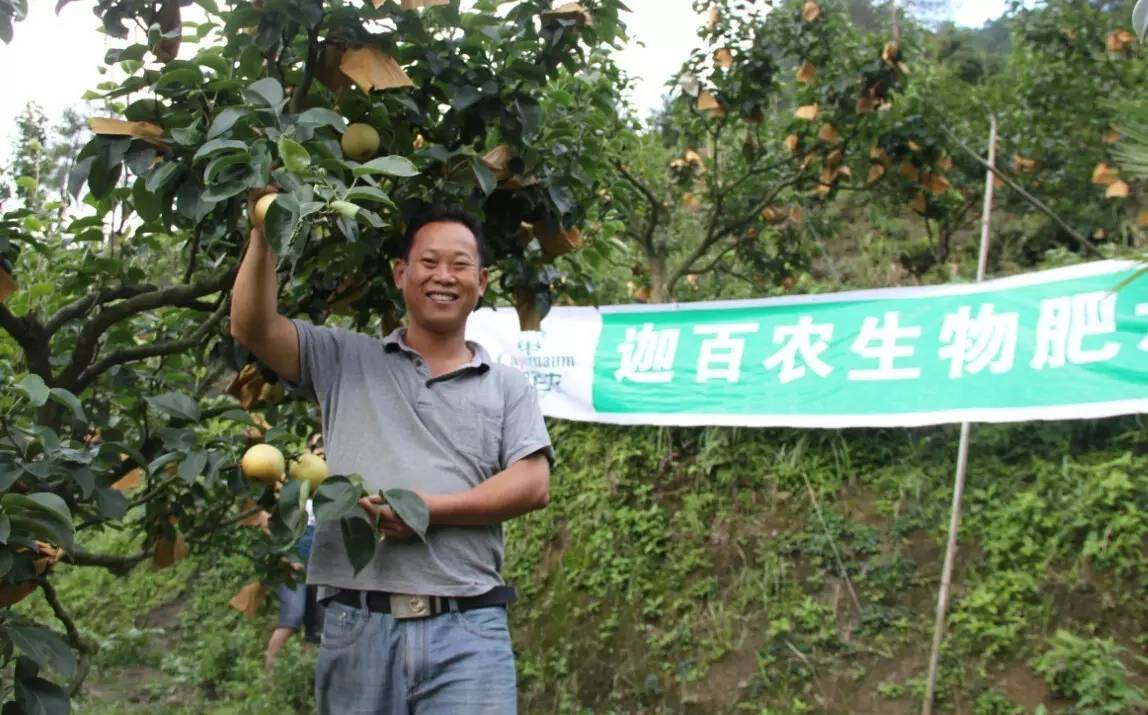 水晶梨的方法怎么做，怎么做水晶梨?怎么做水晶泥（灾后保产保质该怎么做）