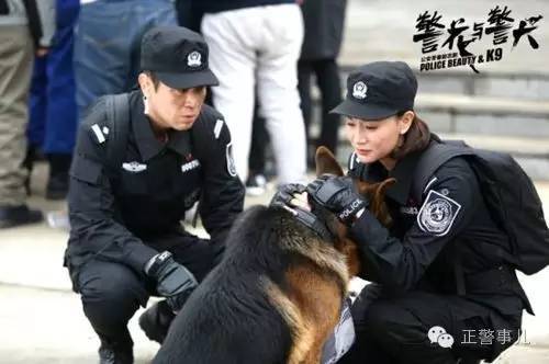 警花与警犬2开播时间，警花与警犬第二季什么时候播出（这部收视率冠军的电视剧你要是没看就OUT了）