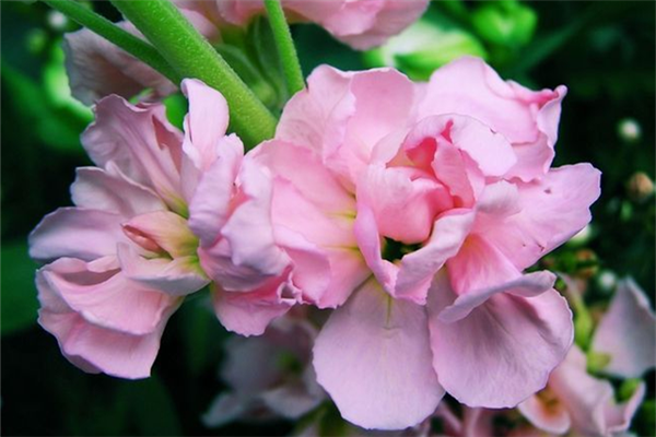 紫罗兰色是什么颜色的图片，紫罗兰颜色（每日一花：花语永恒的美与爱）