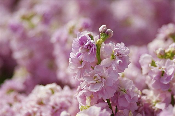 紫罗兰色是什么颜色的图片，紫罗兰颜色（每日一花：花语永恒的美与爱）