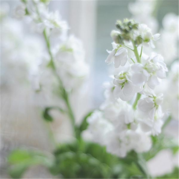 紫罗兰色是什么颜色的图片，紫罗兰颜色（每日一花：花语永恒的美与爱）