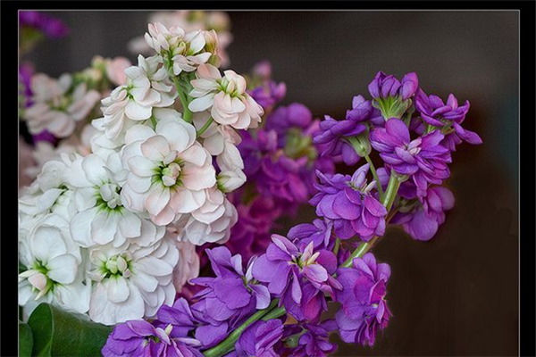 紫罗兰色是什么颜色的图片，紫罗兰颜色（每日一花：花语永恒的美与爱）