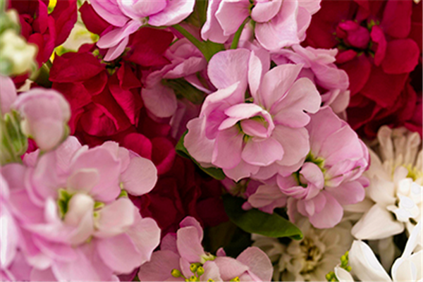 紫罗兰色是什么颜色的图片，紫罗兰颜色（每日一花：花语永恒的美与爱）