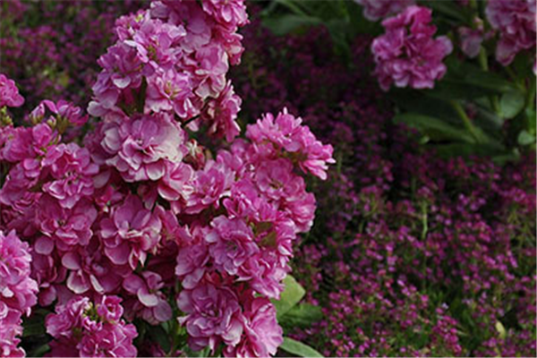 紫罗兰色是什么颜色的图片，紫罗兰颜色（每日一花：花语永恒的美与爱）