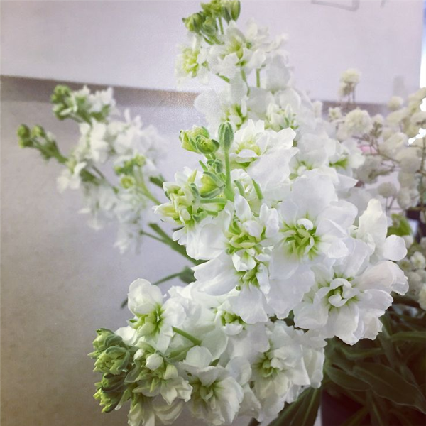 紫罗兰色是什么颜色的图片，紫罗兰颜色（每日一花：花语永恒的美与爱）