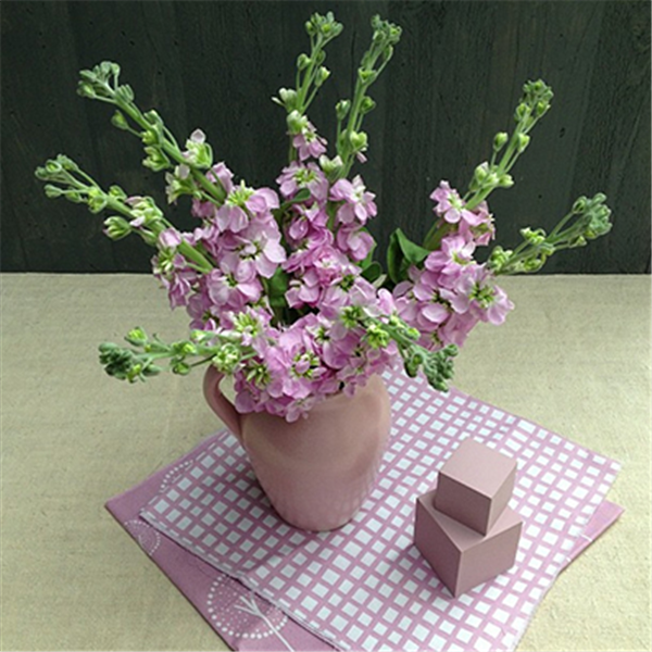 紫罗兰色是什么颜色的图片，紫罗兰颜色（每日一花：花语永恒的美与爱）