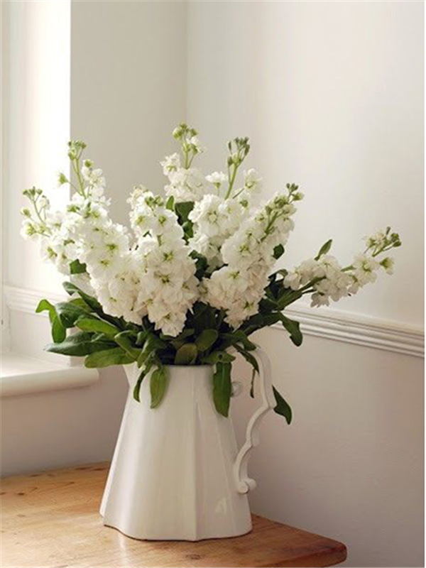 紫罗兰色是什么颜色的图片，紫罗兰颜色（每日一花：花语永恒的美与爱）