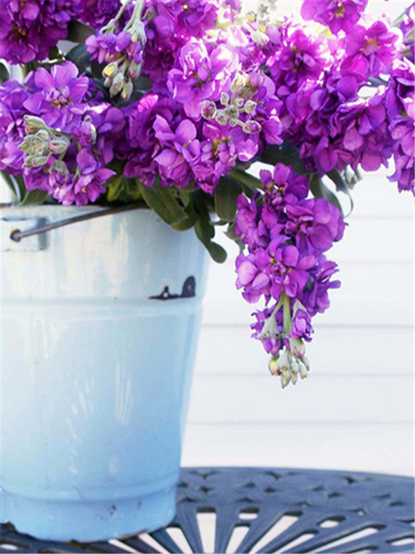 紫罗兰色是什么颜色的图片，紫罗兰颜色（每日一花：花语永恒的美与爱）