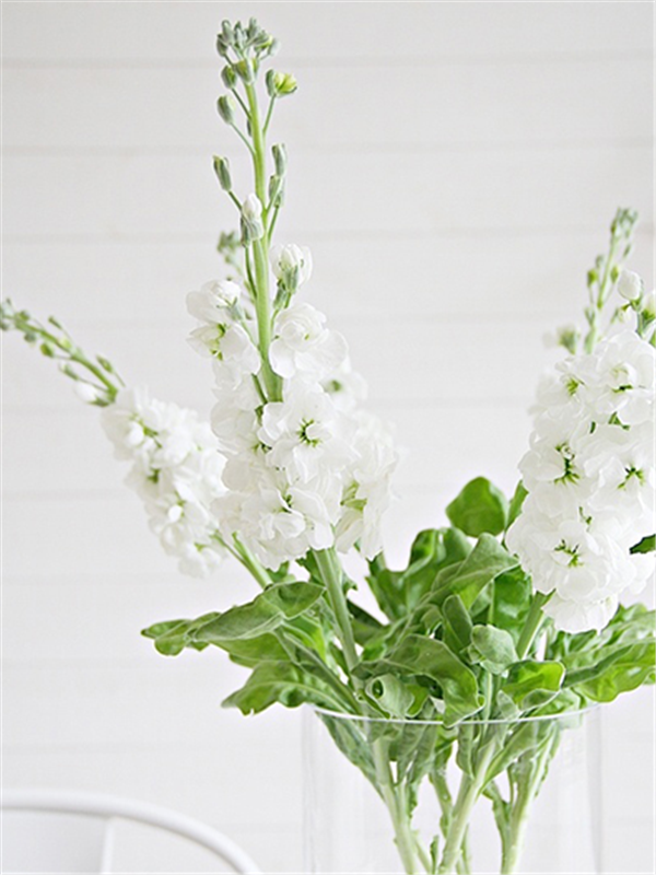 紫罗兰色是什么颜色的图片，紫罗兰颜色（每日一花：花语永恒的美与爱）