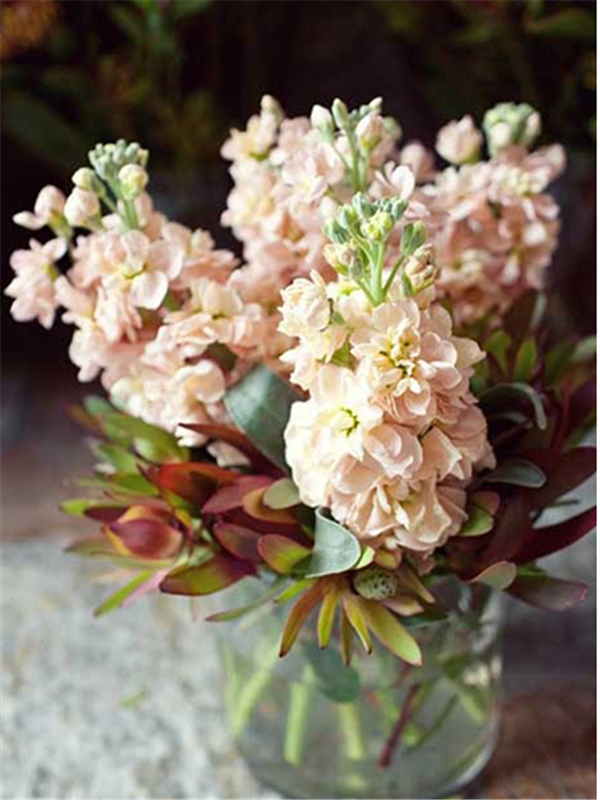 紫罗兰色是什么颜色的图片，紫罗兰颜色（每日一花：花语永恒的美与爱）