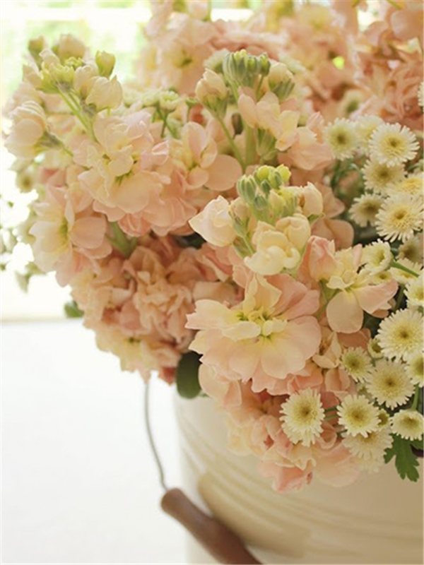 紫罗兰色是什么颜色的图片，紫罗兰颜色（每日一花：花语永恒的美与爱）