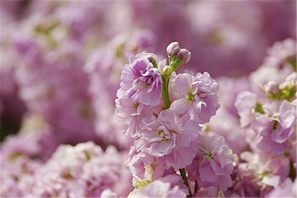 紫罗兰色是什么颜色的图片，紫罗兰颜色（每日一花：花语永恒的美与爱）