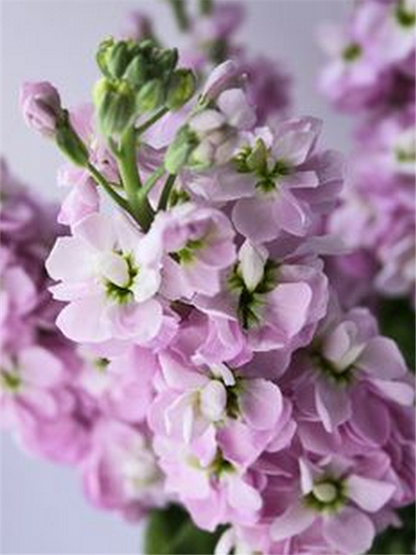 紫罗兰色是什么颜色的图片，紫罗兰颜色（每日一花：花语永恒的美与爱）