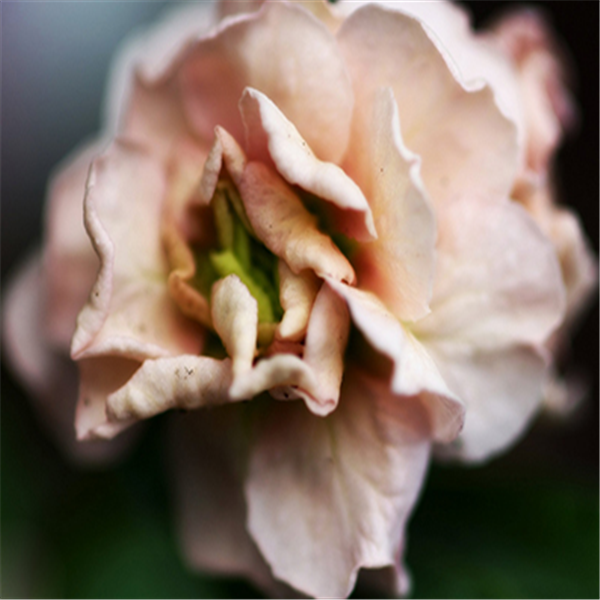 紫罗兰色是什么颜色的图片，紫罗兰颜色（每日一花：花语永恒的美与爱）