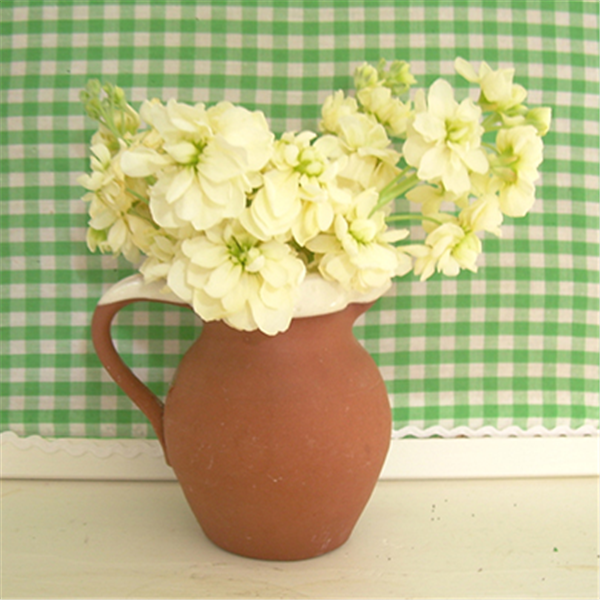 紫罗兰色是什么颜色的图片，紫罗兰颜色（每日一花：花语永恒的美与爱）