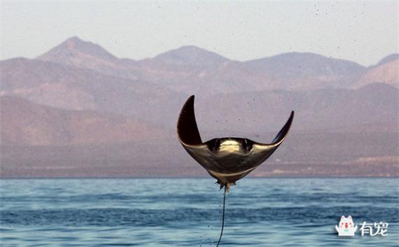 蝠鲼怎么读，孓孑孓孒怎么读（魔鬼鱼，不开心就飞上天）