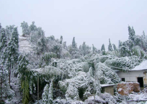 冻雨是哪一年，南方冻雨是哪一年（科普：到底什么是冻雨）