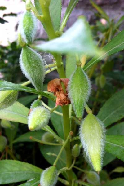 植物靠什么传播种子，种子靠什么传播（植物界航空兵：自带旅行本领）