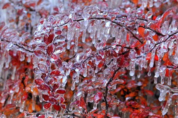 冻雨是哪一年，南方冻雨是哪一年（科普：到底什么是冻雨）