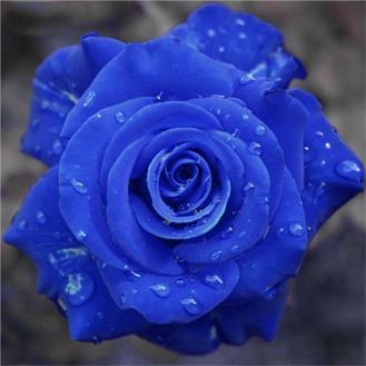 52朵蓝色妖姬的花语是什么意思，52朵蓝色妖姬的花语是什么意思啊（你知道它的花语代表了什么吗）