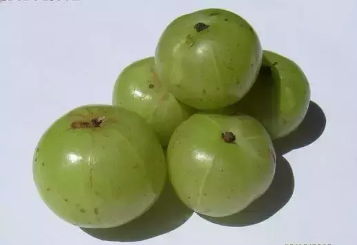 青果的功效与作用，青果的功效与作用禁忌（给你忘不了的味道和想不到的功效）