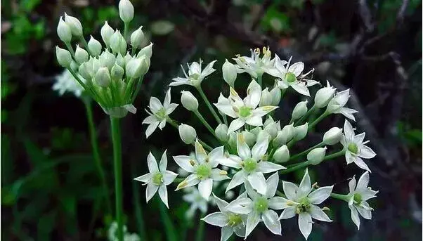 韭菜籽功效，韭菜籽配什么壮阳最猛（这8种果蔬的籽是好用又便宜的“良药”）