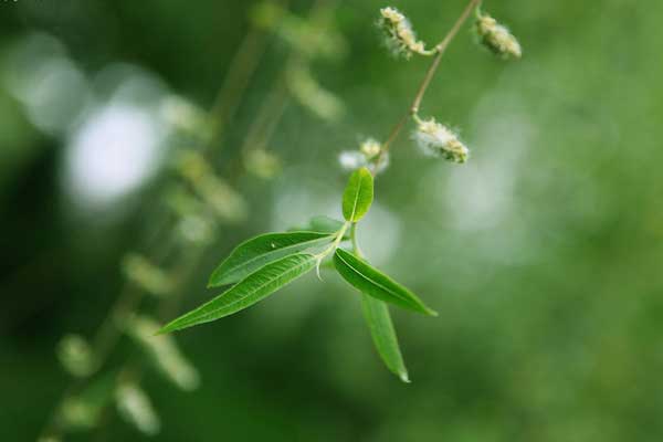 植物是怎么传播种子的，哪些植物会传播种子又是怎么传播种子（植物界航空兵：自带旅行本领）
