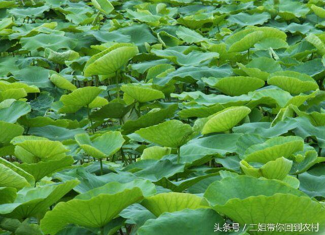荷叶茶减肥有什么注意事项，荷叶茶要怎样喝会减肥（农村喂猪都被嫌弃的东西）