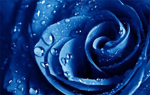 52朵蓝色妖姬的花语是什么意思，52朵蓝色妖姬的花语是什么意思啊（你知道它的花语代表了什么吗）