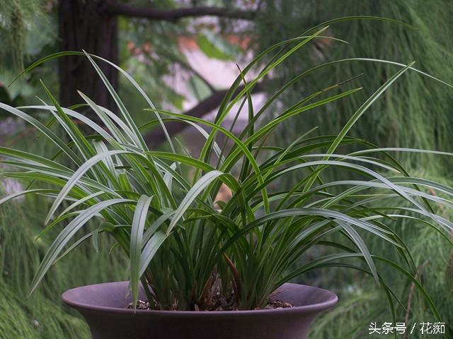 如何种植兰花，如何种植兰花草（你知道该如何养好一盆兰花吗）