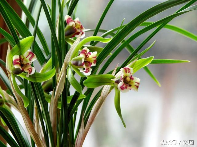 如何种植兰花，如何种植兰花草（你知道该如何养好一盆兰花吗）