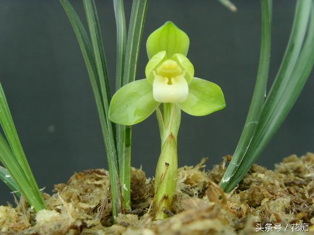 如何种植兰花，如何种植兰花草（你知道该如何养好一盆兰花吗）