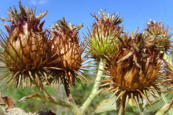 植物靠什么传播种子，种子靠什么传播（植物界航空兵：自带旅行本领）