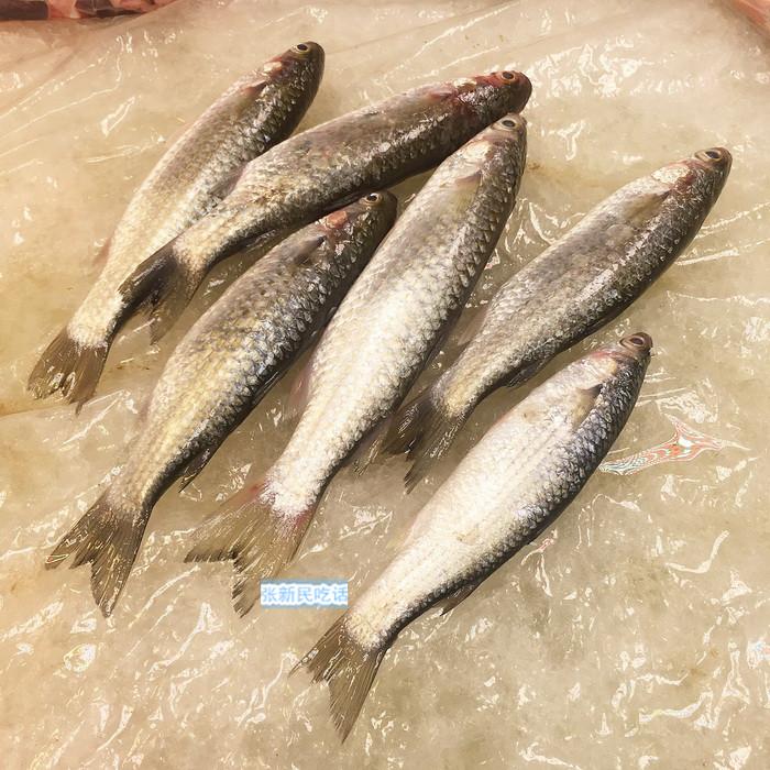 乌鱼是鲻科的鱼类,通常要冬天才肥美.