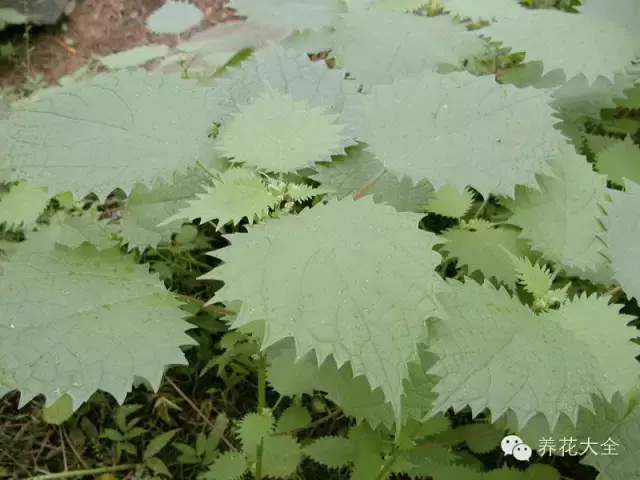 藏红花图片，那些颇具特色的植物绿叶（藏红花图片）