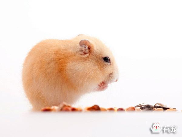 仓鼠太热会有什么反应，仓鼠怎么养才粘人（仓鼠这熬人的小妖精）