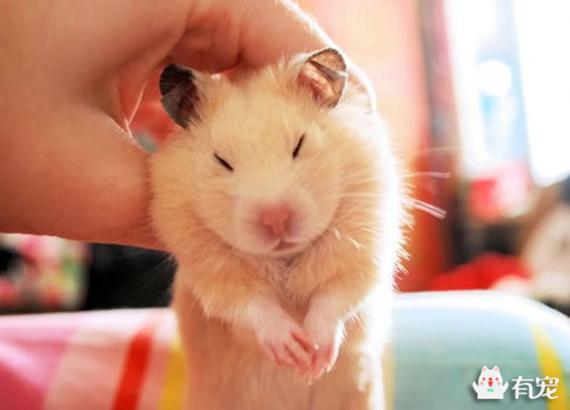 仓鼠太热会有什么反应，仓鼠怎么养才粘人（仓鼠这熬人的小妖精）